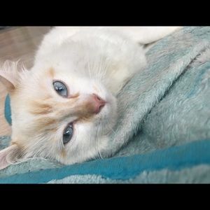 Meet your Posher, Lisett